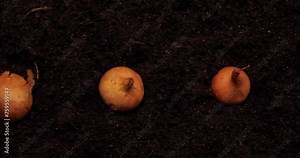 An overhead view of small golden bulbs planted in the ground in an even row in a garden bed. Gardening and planting onion vegetables in the ground in a garden bed. Bulbs in the ground in a row. Stock Video