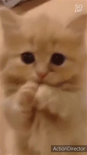 Adorable Light Orange Kitten Playing at Home