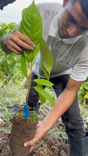 Dando un pequeño tutorial de cómo hay que sembrar las plantas de cacao #agricultura #campo #trabajo #parati #cacao | Rey Leon