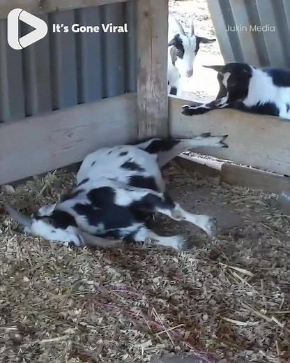 1.3M views · 12K reactions | Me and my mates getting in from a night out...  | IGV | Facebook