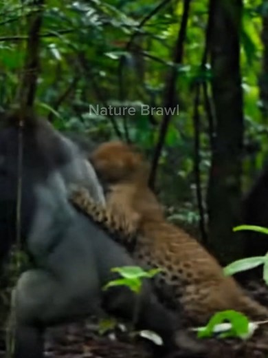 197K views · 2K reactions | Strength meets stealth — the jungle decides. 轢 Follow @naturebrawl.us for untamed real clashes. #NatureBrawl #JungleFight #WildClash #RealWildlife #NatureRaw | Nature Brawl | Facebook