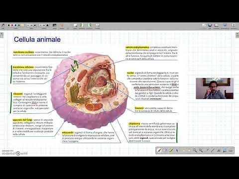 Le cellule. Le caratteristiche della cellula animale