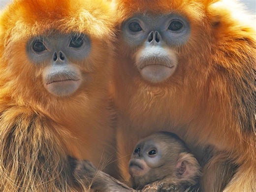 Watch: Rare golden monkey born at Belgium’s Pairi Daiza