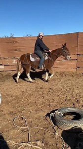 Hutto Mule and Farming. #mules #training #ride | Hutto Mule and Farming