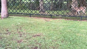 21 reactions | Good morning everyone, question of the day; can anyone tell me why wild animals of totally different breeds can get along peacefully, yet humans can't, I'm just curious?? Have a great day!  | Super Dog Max | Facebook