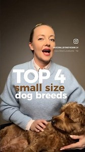 Top 4 small size dog breeds for the first-time dog owners