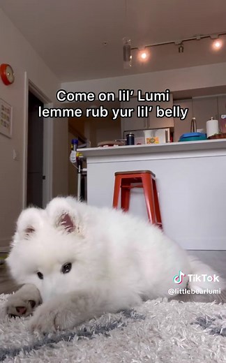 littlebearlumi on TikTok
