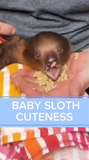 Come meet the cutest BABY SLOTH! | Ocoee Riverside Farm