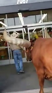 BIG PET! This big fella has his own Facebook page and can be walked on a leash! They decided to see if Petco would really allow any pet on a leash through their doors and the response was flawless. MORE: https://bit.ly/2TnDjFM | WZTV FOX 17 News, Nashville