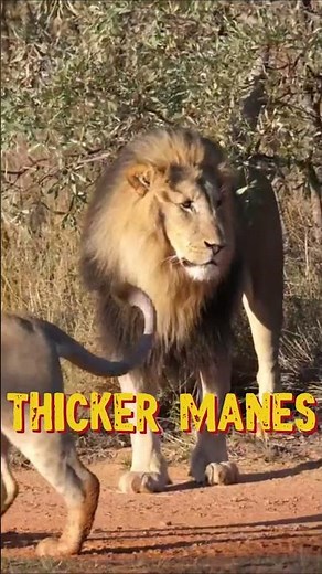 Why do male lions have manes — and females don’t? Checkout the newest video on my channel!