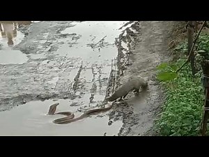 Bataille féroce entre un mangouste et un serpent cobra