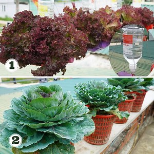 222K views · 4.4K reactions | Various vegetables in your garden for the family | DIY Balcony Garden | Facebook