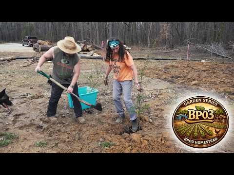 Day 701 - Chicken Run Plum Trees | Homestead Garden | Part 2