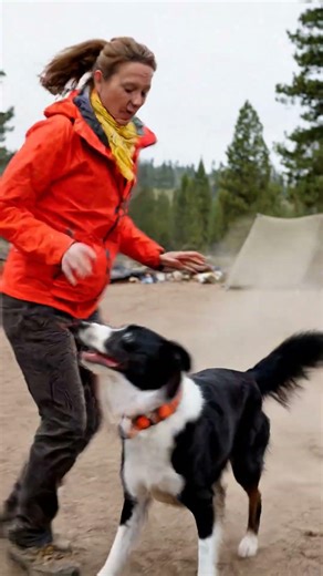 Hero Dog Begs for Help to Save a Horse Trapped in Power Lines — You Won't Believe What Happened!