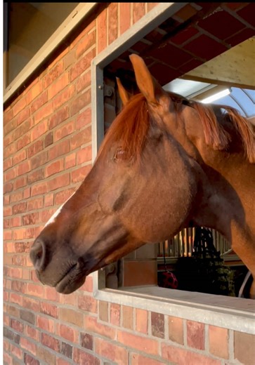 Manchmal braucht es Veränderung – auch auf der Stallgasse. 😉 Wendy & Viva haben die Zimmer getauscht… Ton an für alle Boxen-Details aus Rheinberg.🔊 Sometimes change is needed – even in the stable aisle. 😉 Wendy & Viva have swapped stalls… Sound on for all the stall details from Rheinberg.🔊 #fyp #foryoupage #horses #drssage