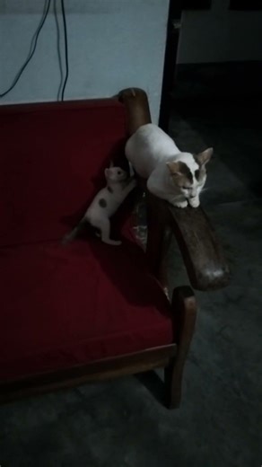 "Googly playing with Gulumulu's tail." 🐈😎🐱 #Gulumulu #Googly #PetPlay #youtubeshortsvideo