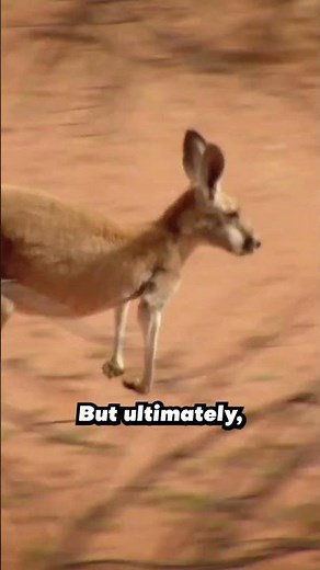 Monster Lizard Hunts Kangaroo #reptile #kangaroo