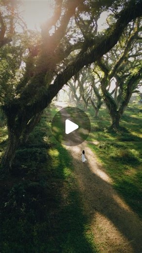 Fahmi AK | MAJALENGKA TRIP on Instagram: "Wonderful Indonesia de djawatan forest ✨ 📍De Djawatan Forest, Banyuwangi East Java #reels #dejawatan #reelsinstagram #livefolkindonesia #wonderfulindonesia #beautifuldestinations"