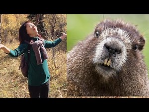 【海狸】世界上最聪明最勤劳最忠于伴侣的动物。在树林子里可以看到他们的身影。Beaver. The smartest, hard working animal. Keystone species.