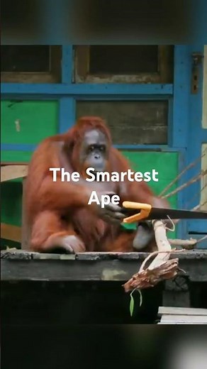 Orangutan Intelligence: Using a Saw to Cut Wood