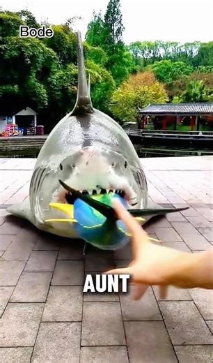 The Shark’s Belly Exploded 😂