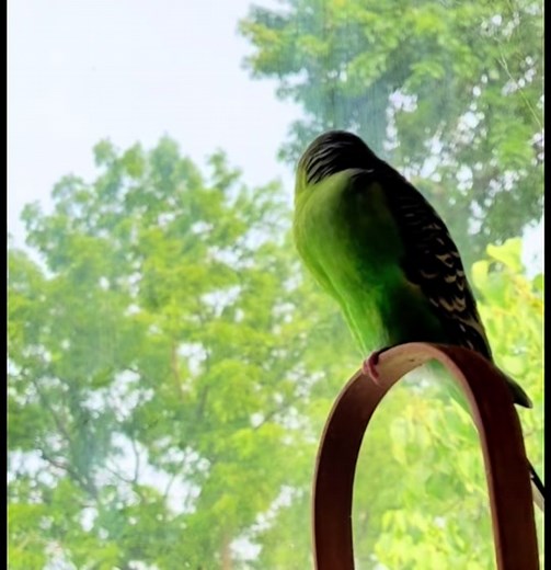 Clover’s unique sounds and at the end of the video clover got concered about the noise in the kitchen 😆 #budgie #funnybird #parakeet #sounds #birdsoftiktok #funnyanimals #fyp #fypシ