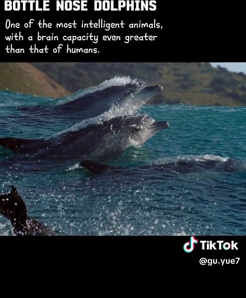🥰cool #dolphins #fouryou #fyp #bbc #documentary #animals #oceans