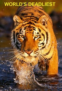 World's Deadliest Season 2