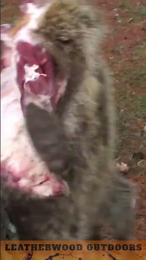 How To Skin A Raccoon - Trapping - Skinning
