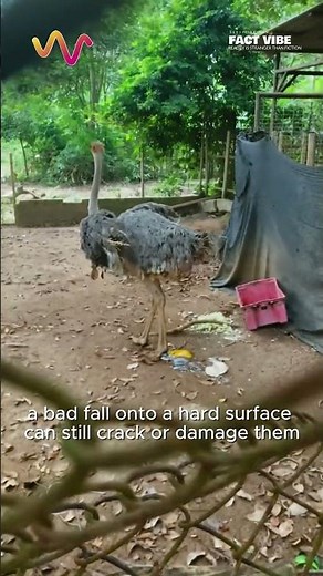 Why Farmers Catch Ostrich Eggs Before They Hit the Ground 😳🥚