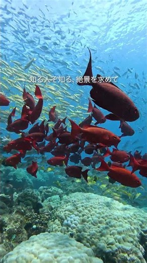 まるで海の中の楽園。🐠✨知る人ぞ知る絶景が、ニューカレドニアにあります。💙