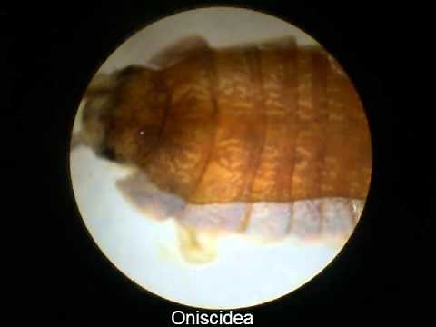 Oniscidea o chanchito de tierra visto con microscopio