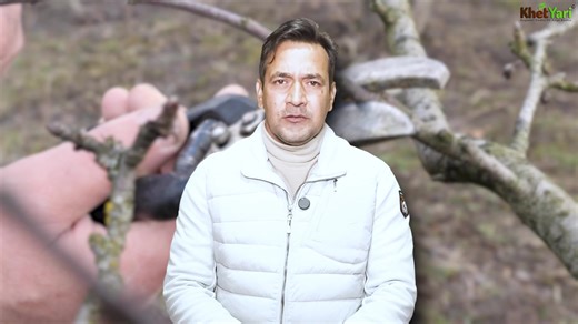 Jittu Chauhan Orchardist on Instagram: "Pruning mistakes jo farmers aksar karte hain! ✂️ Janiye expert tips for correct pruning, better tree structure, improved flowering aur high yield ke liye. 🌳🍎✨ . . . . . . . . . . #PruningMistakes #OrchardManagement #TreePruning #HighYield #FloweringTips #SmartFarming #FruitFarming #AgriTips #PlantCare #HealthyTrees #jittuchauhanorchardist"