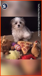 This adorable pup picks his favorite toy everytime! | storyful
