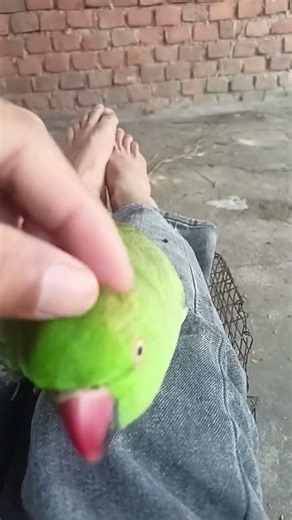 Mummy🦜🥰💞 #parrot #mithun #birds #shorts #ytshorts #alex #talking #real #somendradeepak #greenparrot