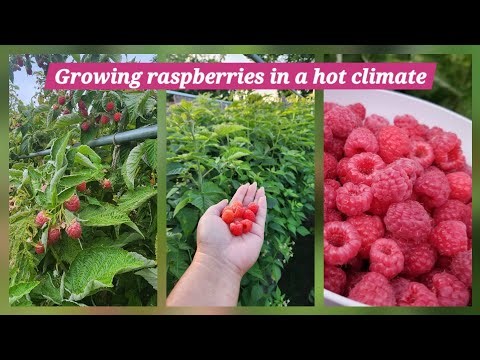How to Grow Raspberries in Sacramento Zone 9B | Soil, Pruning, Trellising & Care