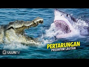 A Fierce Crocodile vs Shark Fight Caught on Camera ‼️ Who Will Win ❓