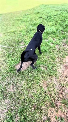 Chaotic Dog Walk Adventure with Labrador Retrievers