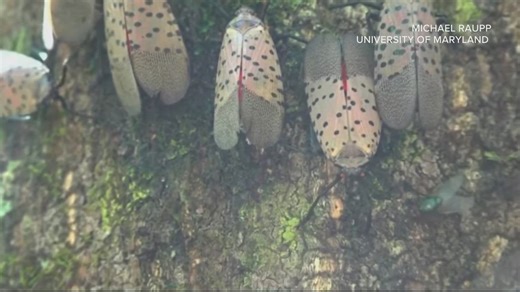 See it? Squish it: Spotted lanternflies are back in the DMV
