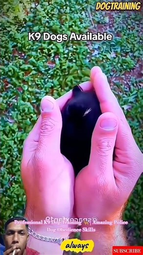 Professional K9 Dog Training 🐕‍🦺 | Amazing Police Dog Obedience Skills #malinois #dogtraining #puppy