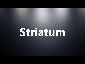 Striatum - Medical Meaning and Pronunciation