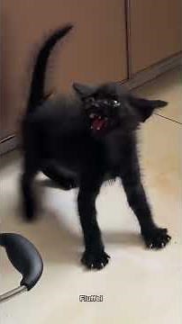 These Kitties Are Getting Angry