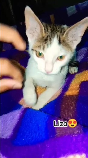 jb dekho ladti rehti h 😂😂 #shorts #youtubeshorts #cat #viral #catlife