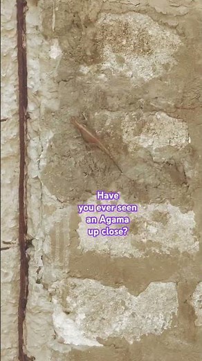 Wall-Climbing Agama Lizard in Watamu | Wild Nature Moment!