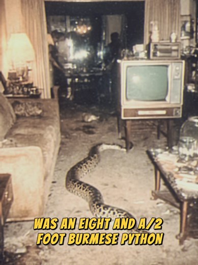Tragic Florida Case: Burmese Python Kills Toddler