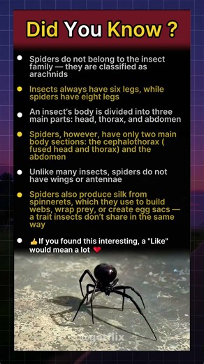 Spiders Are NOT Insects?! 😳 The Truth Will Surprise You