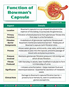 ✅ Function of Bowman’s Capsule: The First Step of Urine Formation in the Human Body Bowman’s capsule, a vital part of the nephron in the kidney, plays a key role in filtering blood and initiating urine formation. It acts as a selective barrier—allowing essential substances like water and glucose to pass, while blocking blood cells and proteins. This process is crucial for maintaining fluid balance and excreting waste. #HumanBody #KidneyFunction #UrineFormation #Nephron #BowmansCapsule #BiologyFa