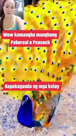 Wow kamangha manghang Paboreal o peacock #peacock #peacockfeathers #amazingvideo #amazingcolors #featherspeacock #trendingvideo #PABOREAL #trendingreels #reelsviral #animalslover #animals #viralpost #viralvideoシ #StarsEverywhere #fypシ゚ #viralpost2024 #highlights #everyone #followers #credittotheownerofthisvideo | Maricel Hernandez Tabique