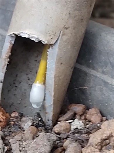 #foryoupage #viral #gardning #මාලු #aquacraft පැල ගෙන ලොකු දැන්නුවත් කමක් නොමැත