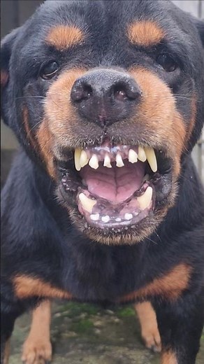 angry Rottweiler barking and growling sounds #cute #petsempire #pet #pets #barkingbliss #rottweiler